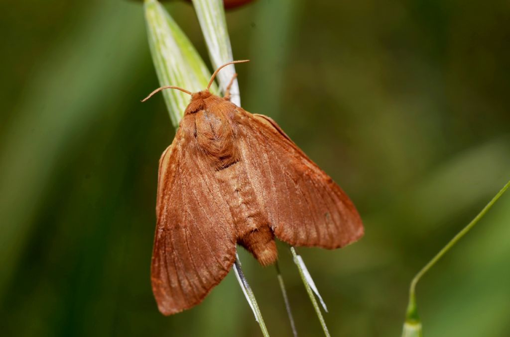 Ocneria? No, Malacosoma franconica, femmina -  Lasiocampidae